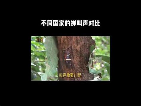 蟬聲唧唧意思|【蟬聲唧唧意思】蟬鳴正當時！探索「唧唧」背後的神秘科學